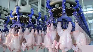 Modern Ultra Chicken Meat Processing Factory