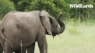 WildEarth - Sunrise Safari -  14 January 2024