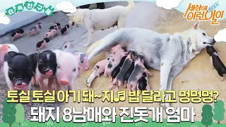 [#습속친구들] 🐷토실 토실 아기 돼지~♬ 키우는 엄마가 진돗개🐶?? 돼지 8남매 애지중지 키우는 복실이 #순간포착세상에이런일이 #WhatonEarth #SBSstory