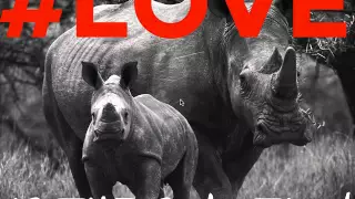 Earthcast SOS - Sniffer Dog Tracks Rhino Poachers