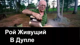 №68 Рой Живущий в Дупле Пасека Биз..Пасека.Пчеловодство.