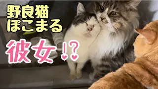 彼女を紹介しに来た野良猫ぽこまる！？