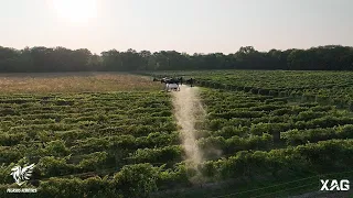 XAG P100 Pro spraying in vineyard