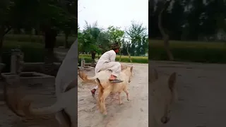 Donkey Funny Videos || funny video 2023 #shorts