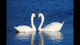 Saxy Lewis plays  The Love of Tired Swans