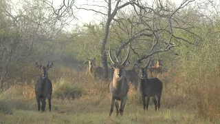 South Texas Hunting - Waterbuck and Nilgai - January 6, 2023
