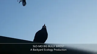 Slo-mo big bully birds?