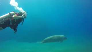 Морская корова (дюгонь, sea cow) играется с нами в Marsa Alam