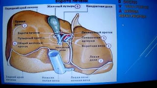 ФУНКЦИОНАЛЬНАЯ и КЛИНИЧЕСКАЯ АНАТОМИЯ ПЕЧЕНИ И ЖЕЛЧНОГО ПУЗЫРЯ