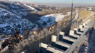 Herd of Elk near Salt Lake (Courtesy of UDOT)