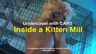 Undercover with CAPS: Inside a Kitten Mill in Nebraska (Heartbreaking)