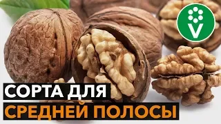 ГРЕЦКИЕ ОРЕХИ. Лучшие морозоустойчивые сорта!