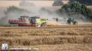 Weizen dreschen 4 Lexion 770 & John Deere 7530+ Ackermann Zweiachshänger