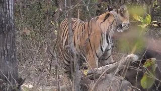 tiger food tadoba national park