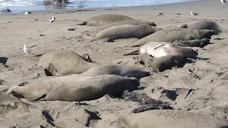 5 minutes of elephant seal observation (January 2022 - San Simeon)