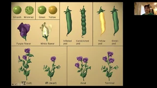 11th Grade - AP Biology - Mendelian Genetics Part 1