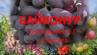 Grapes 2019. Grapes Bajkonyr. Review of good grapes