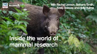 From fieldwork to conservation: Inside the world of mammal research