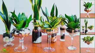 How to Grow and Decorate Snake Plants in Water for Indoor Water Garden Idea//GREEN PLANTS