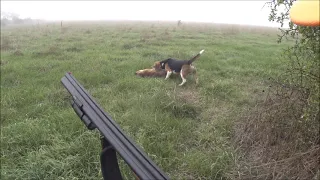 Driven Fox Hunt with Chiappa Triple Crown 20G using TSS #7 and Beagles Victoria 07/05/2021