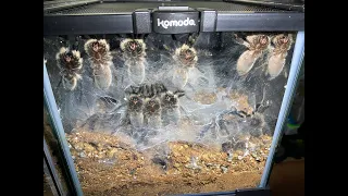 Monocentropus balfouri  30+juvies to rehouse all together    uploaded