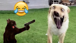 Try Not To Laugh Dogs And Cats 😁 - Best Funniest Animals Video 2023 - Part 3