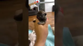 little pug puppy 😍🐻 | #shorts #viral #ytshorts #awwbeautifulpets #cute #pets #pugpuppy