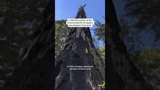 When people killed a 2 thousand year old giant sequoia by debarking this old growth tree!