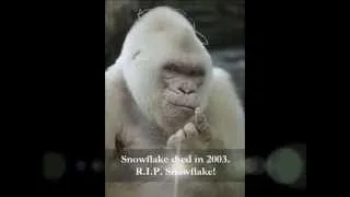 MEET "SNOWFLAKE" : The Albino Gorilla