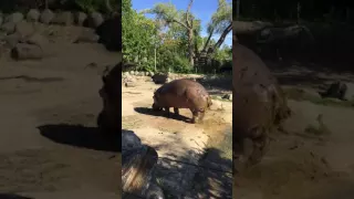 World's Biggest Explosive Poo -  Hippo