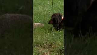 Pip the Hedgehog and Doodle the Dog Become Unlikely Besties | Too Cute! | Animal Planet