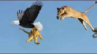 Most Deadly EAGLE Attacks 2019   Most Amazing Moments Of Wild Animal Fights