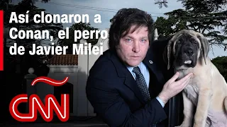 Milei y sus perros: el presidente de Argentina obtuvo 5 clones de Conan, confirmó CNN