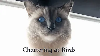 Ragdoll Cat Chattering at Birds