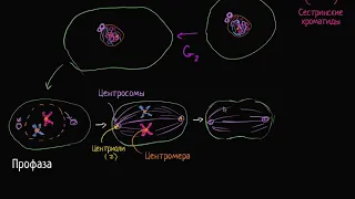 Митоз (видео 4)| Деление Клетки | Биология