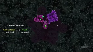 Citric Acid Cycle | HHMI BioInteractive Video