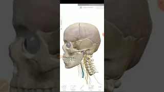 Dural folds & venous sinuses 1