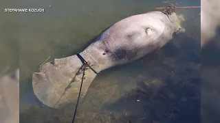 More Manatees found dead in Hernando Co, locals react