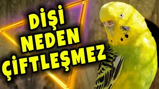 DİŞİ MUHABBET KUŞU ÇİFTLEŞMİYOR ! ÇÖZÜMLERİ l DİŞİ İÇİN ÖZEL TAKVİYELER