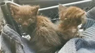 Они умирают!: бабушка кричала из окна на всю улицу, чтобы спасти котят, но её никто не услышал