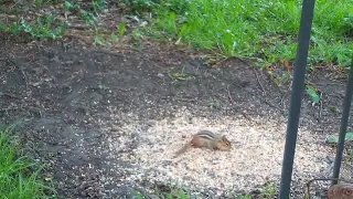 Chipmunks, Squirrels, Robin