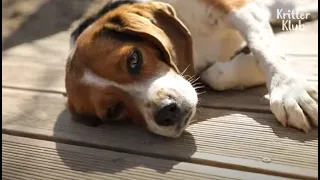 Sad Reason Why Beagle Dogs Are Chosen To Be Used In Lab Testings Is (Part 1) | Kritter Klub