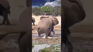악어 밟아죽이는 코끼리