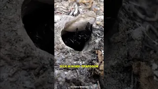 Trapdoor Spider | Master Of Surprise