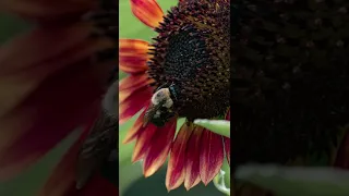 Macro Bee Video with the Z 6 and NIKKOR Z MC 105mm f/2.8 VR S