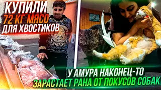 Купили 72 кг мясо животным😱у Амура зарастает рана. Забираю посылки. Звонит подписчица😁Едем в клинику