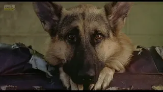 Знакомство с Джерри Ли.К- 9 Собачья работа  K- 9 (1989) Фрагмент