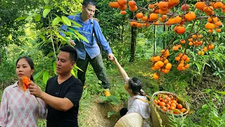 Together, we harvest persimmons and go to the market sell them. gardening and cooking, country life