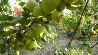 Урожай яблок в Крыму.