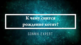 К чему снится рождение котят - Онлайн Сонник Эксперт